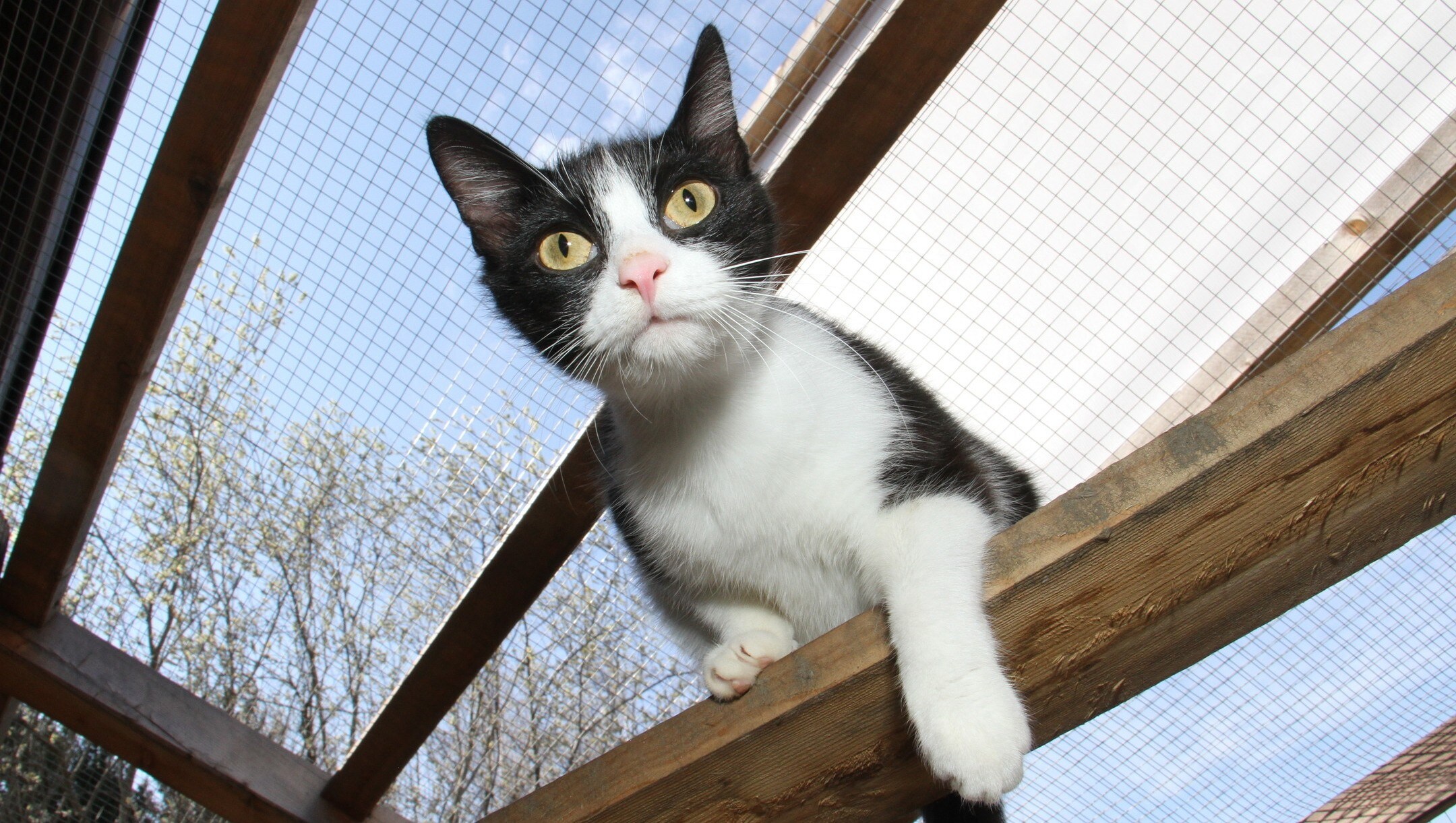 Besuch Im Schutzengeldorf Der Behinderten Katzen Krone At