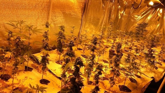 Diese Cannabispflanzen wurden sichergestellt. (Bild: LPD Wien)
