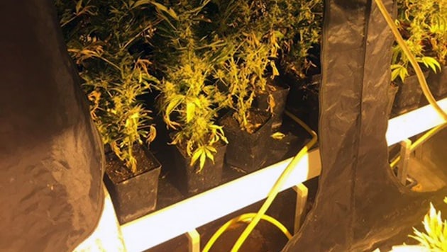 Cannabispflanzen wurden sichergestellt. (Bild: LPD Wien)