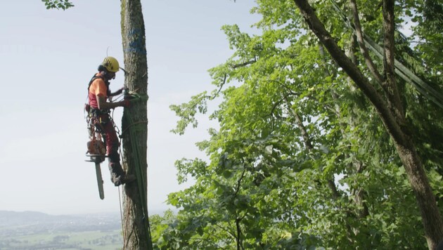 Sie sind Kletterer, Hubschrauberpiloten und Baumpfleger: die sogenannten Holzer (Bild: ServusTV / tellvision)