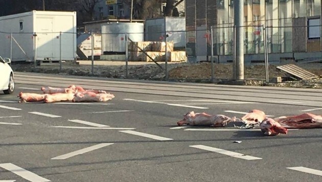 Acht tote Schweine lagen mitten auf einer Wiener Kreuzung. (Bild: krone.at-Leserreporter)