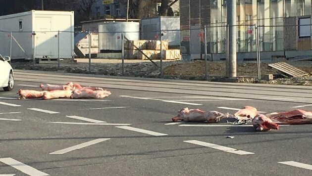 Acht tote Schweine lagen mitten auf einer Wiener Kreuzung. (Bild: krone.at-Leserreporter)