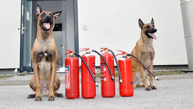 Die beiden Suchtgiftspürhunde der Diensthundeeinheit mit ihrem Fund (Bild: LPD NÖ)