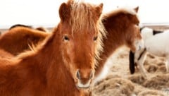 Auch in Oberösterreich kam es schon einmal zu einer fatalen Verwechslung und ein Jäger hielt ein Pony für ein Wildschwein – und drückte ab. (Bild: thinkstockphotos.de)