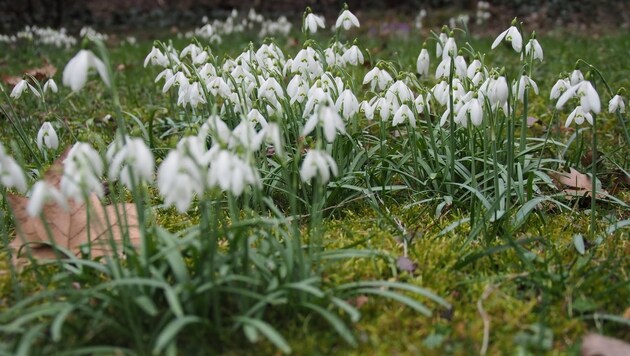 Aus Bayern stammende Schneeglöckchen wie diese blühten im Garten des Salzburgers. (Bild: Fritz Schneeberger (Symbolbild))