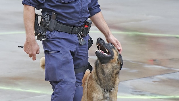 Ein Diensthund der Polizei (Symbolbild) (Bild: Martin A. Jöchl (Symbolbild))