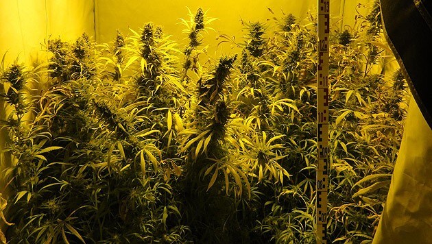523 Kilogramm Cannabis hat die Drogenbande angebaut und verkauft. (Bild: Polizei)