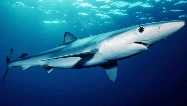 Experten vermuten, es war ein Blauhai (Symbolbild). (Bild: Wikipedia/Mark Conlin)