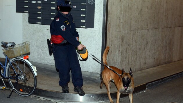 Mit seiner feinen Spürnase führte Polizeihund Gizmo die Beamten zur Drogen-Wohnung. (Bild: FISCHER ANDREAS)