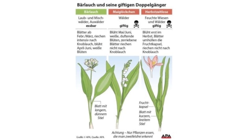 Bärlauch und seine giftigen Doppelgänger Maiglöckchen und Herbstzeitlose (Bild: APA)