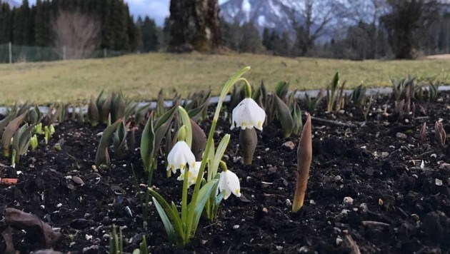 Die ersten Frühlingsboten haben bereits zu blühen begonnen. (Bild: Katrin Fister)