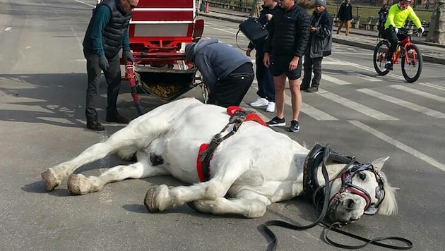 Pferd "Max" liegt auf dem harten Asphaltboden. (Bild: facebook.com/Darren G. Sarvis)