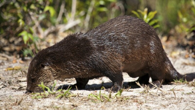 Fischotter (Bild: thinkstockphotos.de)