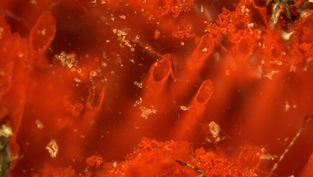 Die Mikrofossilien von Quebec unter dem Mikroskop (Bild: AP)