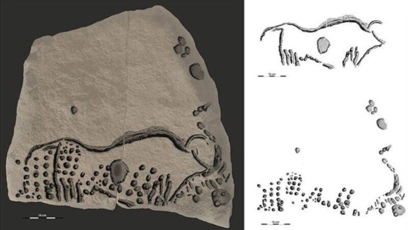 Die Darstellung eines urzeitlichen Auerochsen (Bild: New York University/R. Bourrillon)