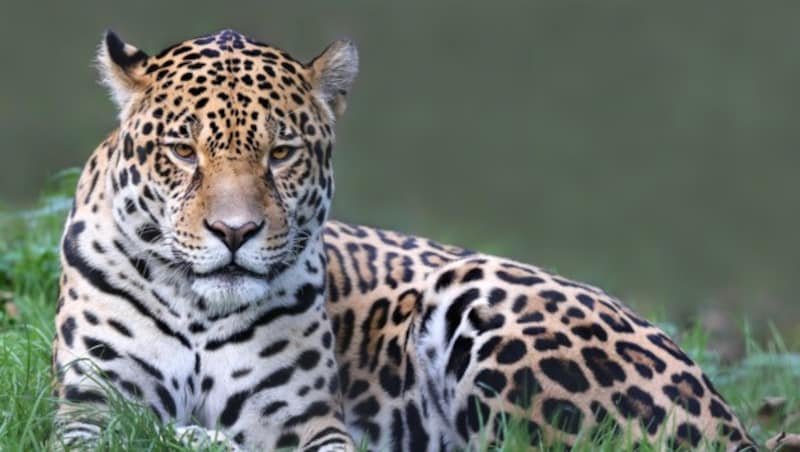 Ein Jaguar (Bild: thinkstockphotos.de (Symbolbild))