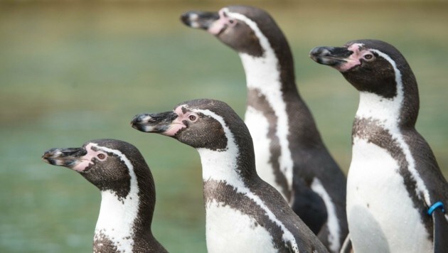 Humboldt-Pinguine (Bild: APA/dpa-Zentralbild/Sebastian Kahnert)