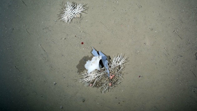 Müll in der arktischen Tiefsee (Bild: AWI/OFOS/James Taylor)