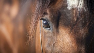 Symbolbild (Bild: thinkstockphotos.de (Symbolbild))