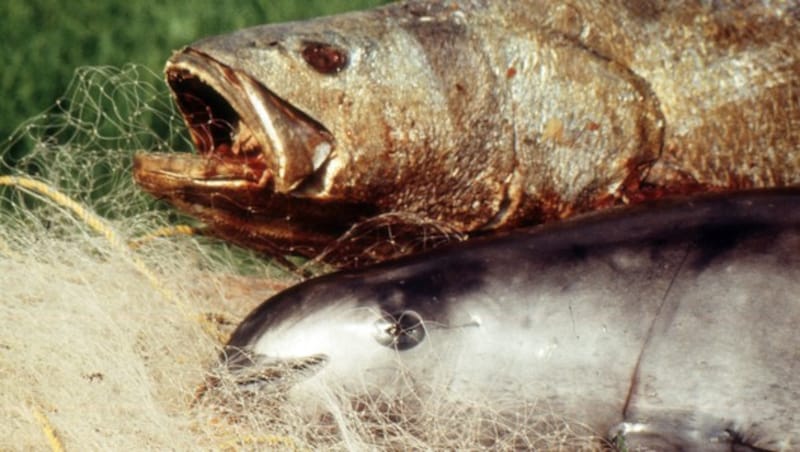 Ein Vaquita (unten) als Beifang neben einem Totoaba-Fisch (oben) (Bild: Associated Press)