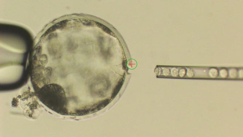 Menschliche Stammzellen werden in die Blastozyste eines Schweins injiziert. (Bild: Salk Institute)