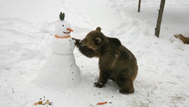 Pashuk heute - seine Pfleger bauten einen Schneemann für ihn. (Bild: Vier Pfoten/Hazir Reka)