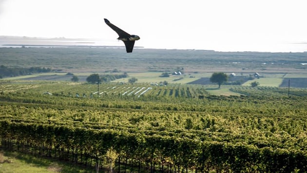 Drohne „Winzerfalke“ im Flug über einem Weingarten (Bild: facebook.com/skyabilitygmbh)