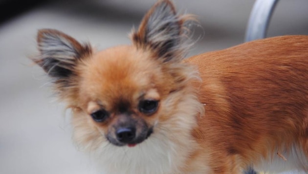 A Chihuahua was bitten to death in the border town of Passau. (Bild: HundeSuchhilfe)