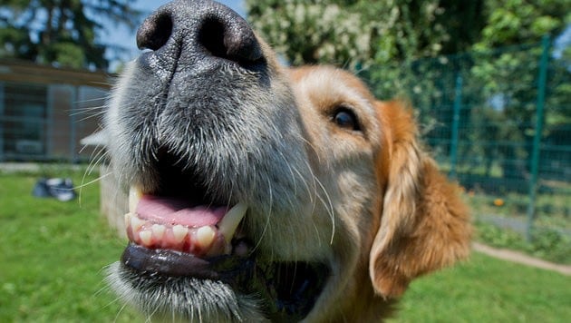 Auf Pfote getreten Hund biss 4Jähriger ins Gesicht Schwer verletzt