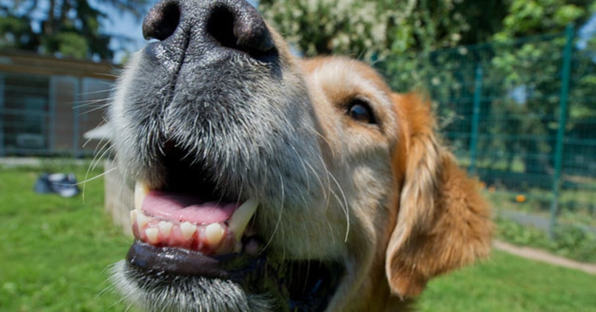 Auf Pfote getreten Hund biss 4Jähriger ins Gesicht Schwer verletzt