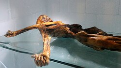 Die Mumie wurde vor 30 Jahren im Gletschereis gefunden. (Bild: APA/Robert Parigger)