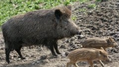 Wildschweine gelten grundsätzlich als friedliche Tiere. (Bild: APA/dpa/Frank May)