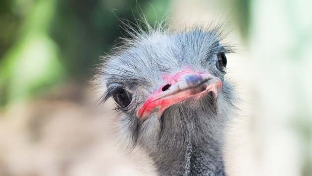 This is how cute a young ostrich looks, the old ones are less sweet (Bild: thinkstockphotos.de (Symbol))