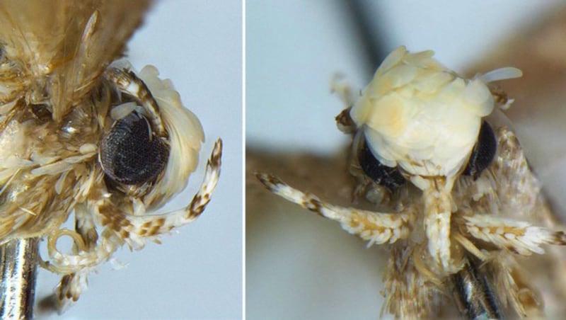 The head of the newly discovered moth species Neopalpa donaldtrumpi (Bild: Dr. Vazrick Nazari (CC-BY 4.0))