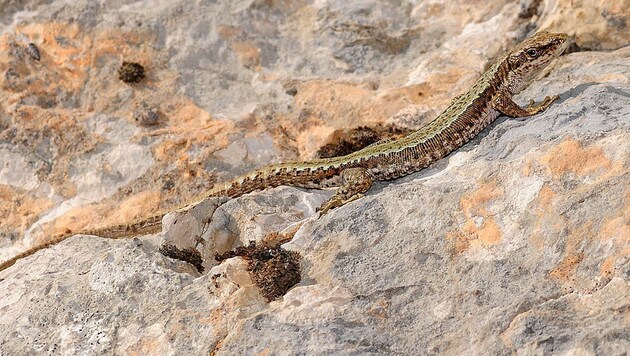 Eine Kroatische Gebirgseidechse (Bild: Wikipedia/Benny Trapp (CC BY 3.0))