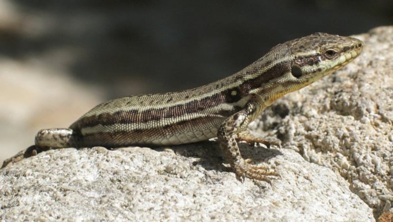 Geht es nach den Naturschützern, sollen sich bald wieder Eidechsen und andere Tiere auf der Mauer tummeln. (Bild: Wikipedia/Manfred Heyde (CC BY-SA 3.0))