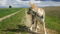 Ein Wolfshund oder doch ein Wolf – für Laien nicht zu unterscheiden. Das Tier am Symbolbild ist ein Wolfshund. (Bild: thinkstockphotos.de)