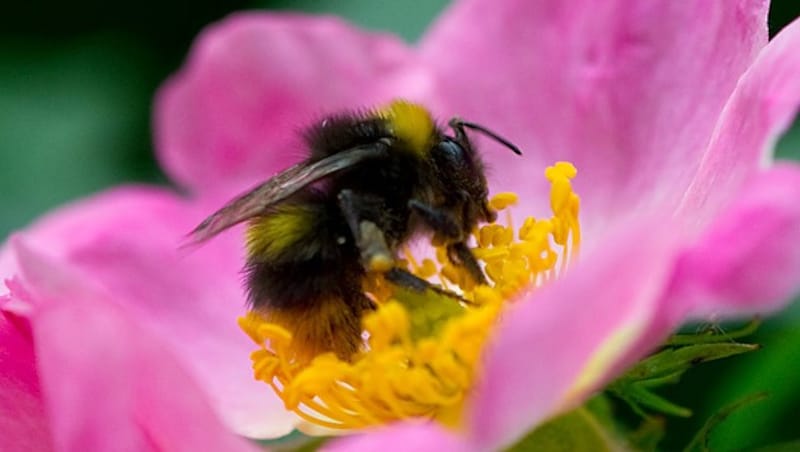 (Bild: APA/dpa/Uwe Anspach)