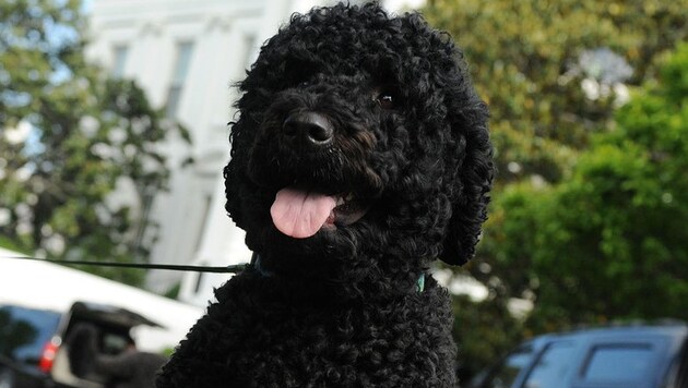 Obamas Hund "Sunny" (Bild: APA/AFP/POOL/LESLIE KOSSOFF)
