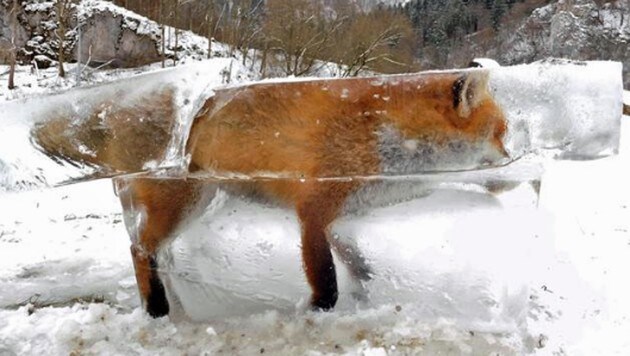 Dieser Fuchs wurde zum riesigen Eisklotz. (Bild: Twitter.com/Schwäbische Zeitung)