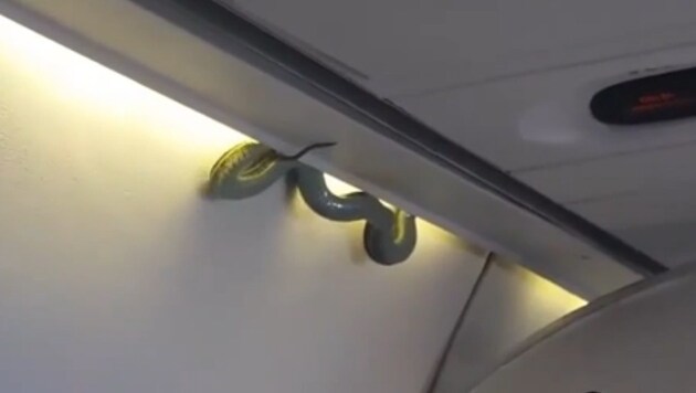 Diese Schlange sorgte im November auf einem Aeromexico-Flug für Schreikrämpfe. (Bild: YouTube.com (Archivbild))