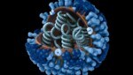Künstlerische Illustration: Blick in das Innere eines Grippevirus (Bild: CDC)