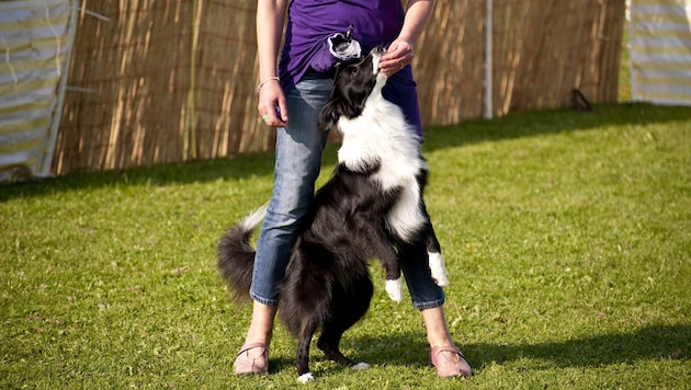 Border Collie (Symbolbild) (Bild: thinkstockphotos.de (Symbolbild))