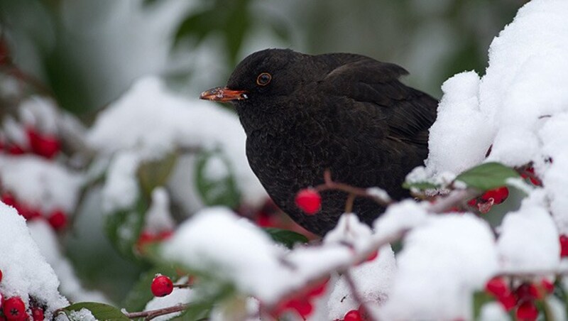 (Bild: dpa/Ronald Wittek)