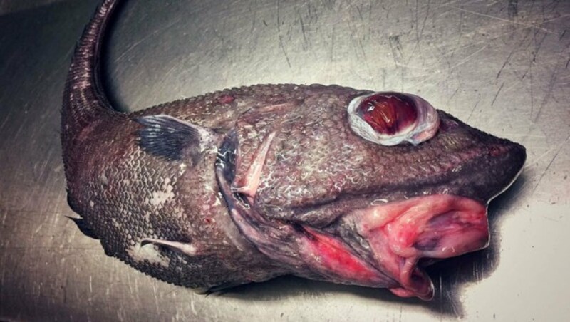 Ein Grenadierfisch mit riesigen Augen und roten Lippen (Bild: twitter.com/Roman Fedortsov)