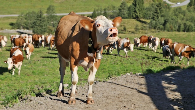 Another dangerous incident occurred in Tyrol (symbolic image). (Bild: Christof Birbaumer (Symbolbild), Krone KREATIV)