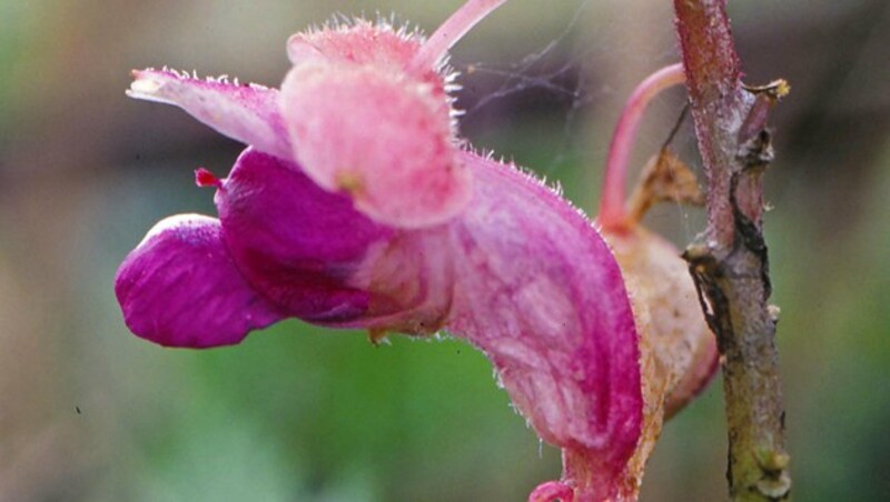 Eine Pflanze mit mausohrförmigen Fortsätzen (Bild: WWF/Jin Murata)