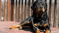 Ein gut zweijähriger Rottweiler hat im Mühlviertel gebissen (Symbolbild). (Bild: photos.com/Getty Images (Symbolbild))