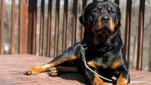 Ein gut zweijähriger Rottweiler hat im Mühlviertel gebissen (Symbolbild). (Bild: photos.com/Getty Images (Symbolbild))