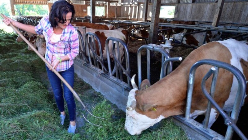 Volksnähe à la Glawischnig: Zu Besuch auf einem Bio-Bauernhof (Bild: APA/ROBERT JAEGER)